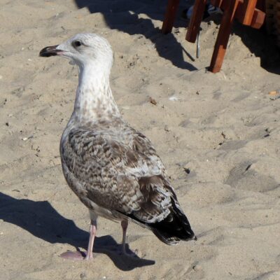 Young Seagull at Travemünde Beach